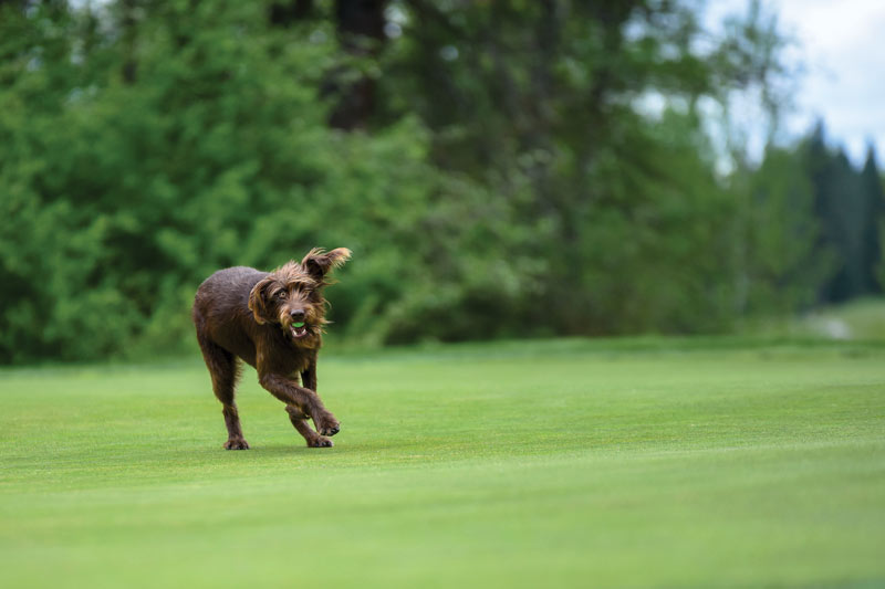 Circling Raven Golf Club