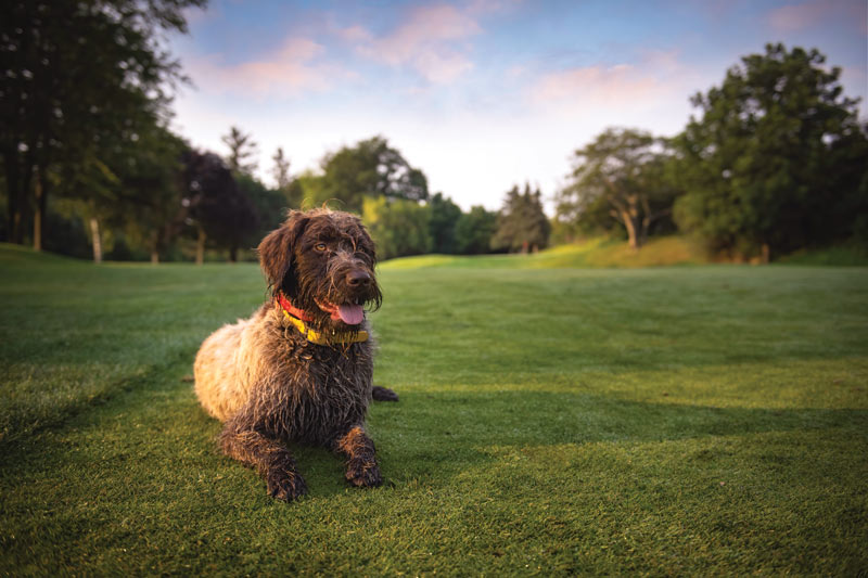 17 dogs living their best turf life Oshawa Golf Curling Club