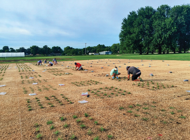 Contributing to the cause: Jack Fry, Ph.D. K-State zoysiagrass
