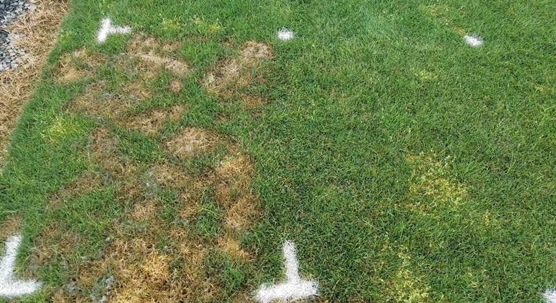 Pythium blight