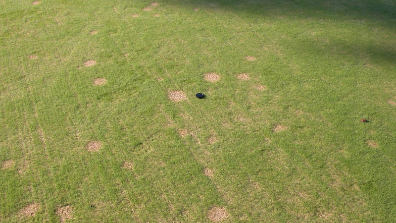 Managing Pythium diseases effectively Pythium damping-off