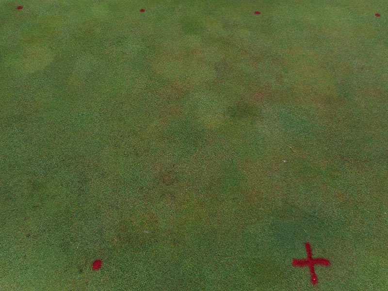 Managing Pythium diseases effectively Pythium root rot