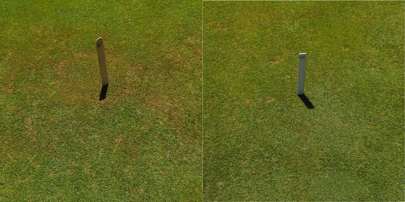 Brown patch fungicide