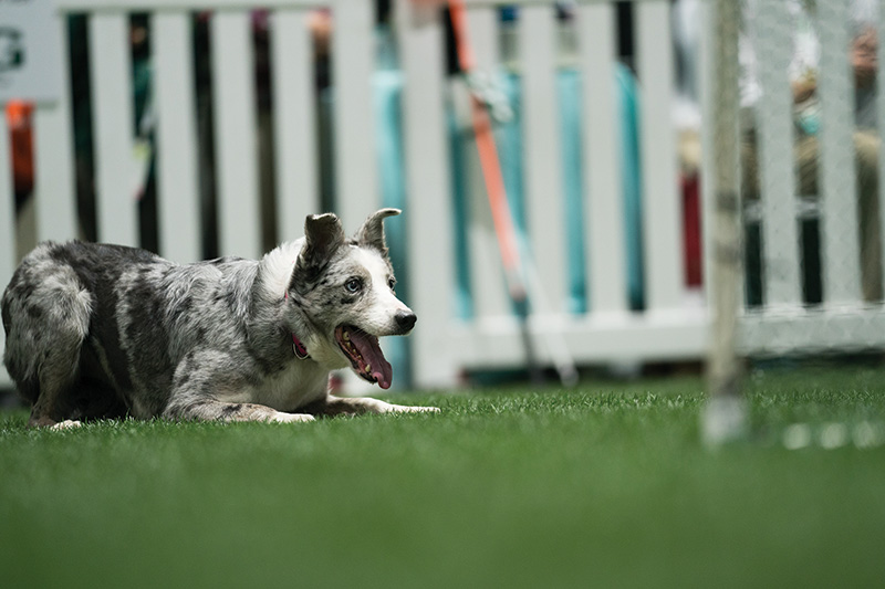 cookies and cream colored border collie lying down on astroturf