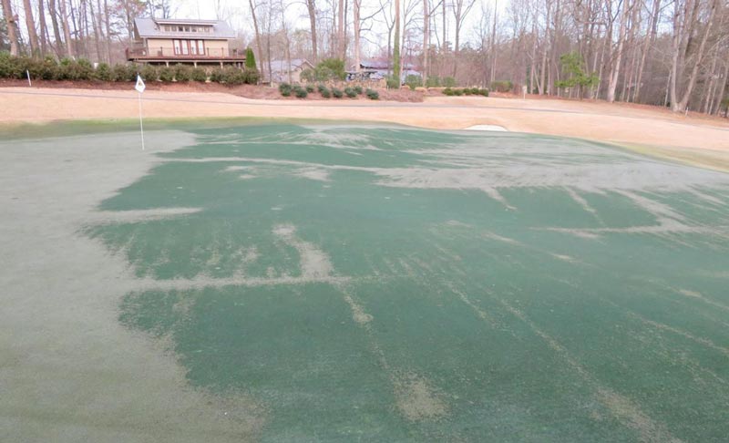 Conquering winter kill at Sedgefield Country Club Winterkill golf course