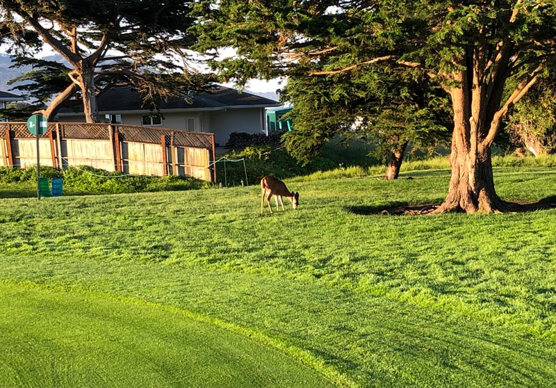 Pebble Beach deer