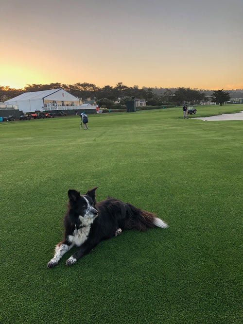 Pebble Beach dog