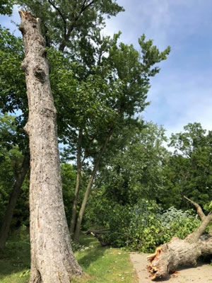 Derecho tree damage