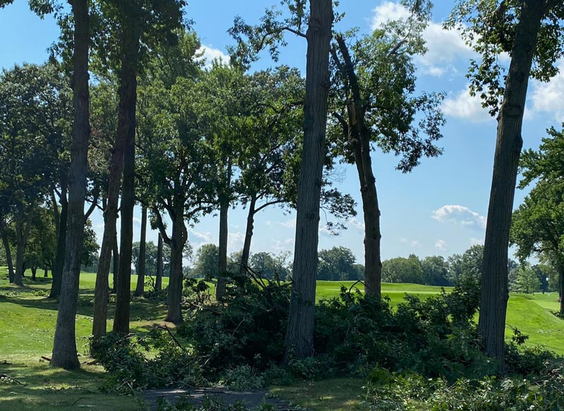 Winged Foot tree damage