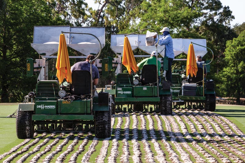 Drill and fill turfgrass