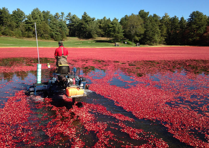 Golf course cranberry bog