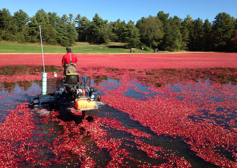 A fruitful business: Southers Marsh Golf Club Golf course cranberry bog