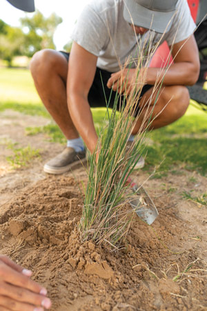 Shifting sands: Returning a golf property to its sand dune roots Little bluestem golf course