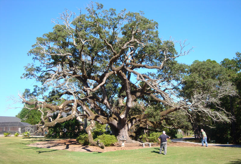 South Carolina course’s deadwood turned into art Southern live oak golf course