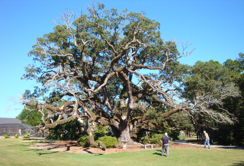 Southern live oak golf course