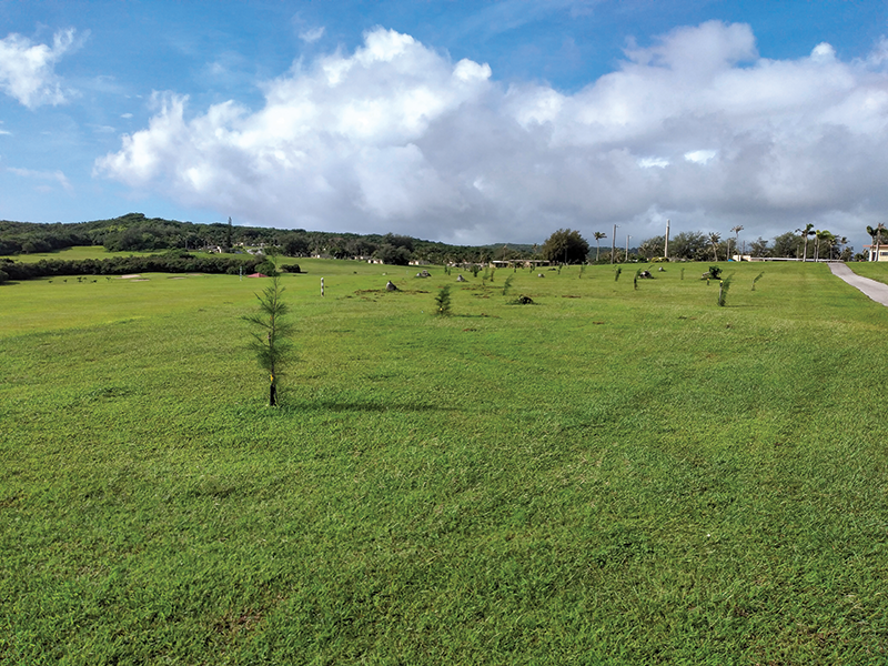 saplings