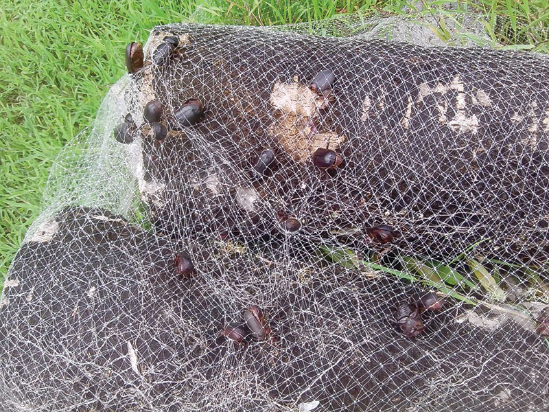 beetle traps