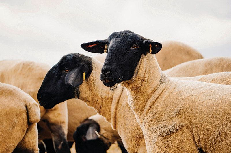 sheep