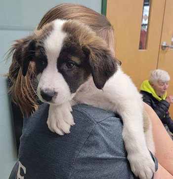rescue puppy