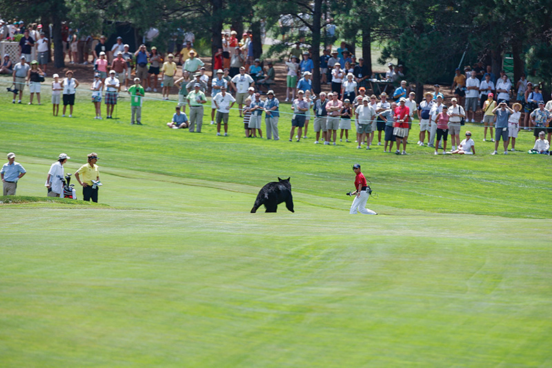 A bear running across a golf course during a televised golf tournament