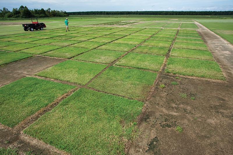Research plots