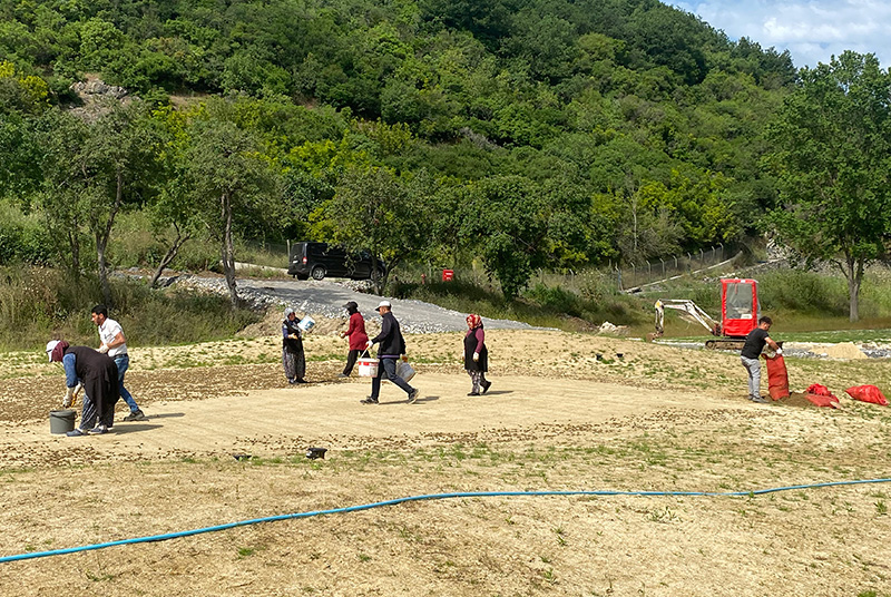 crew of people planting grass