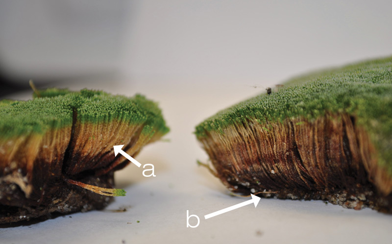 Silvery thread moss gametophyte