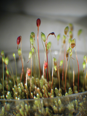 Silvery-thread moss spores