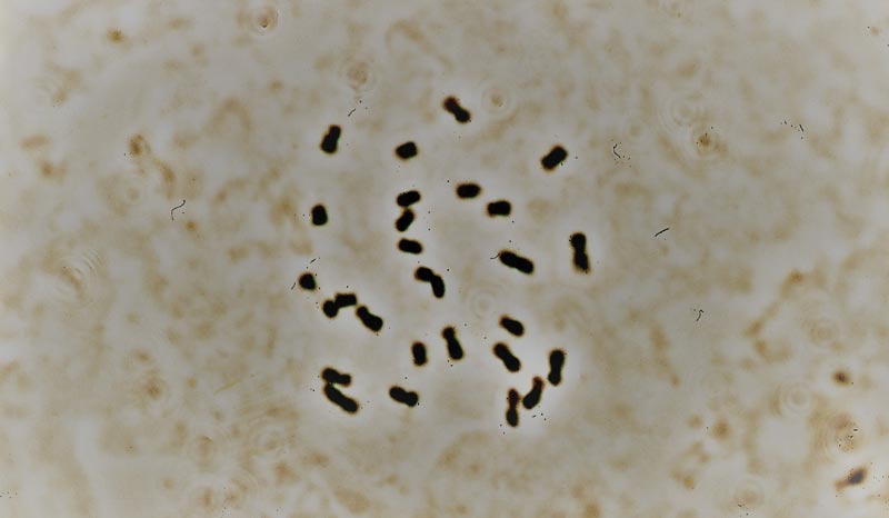 Bermudagrass chromosomes