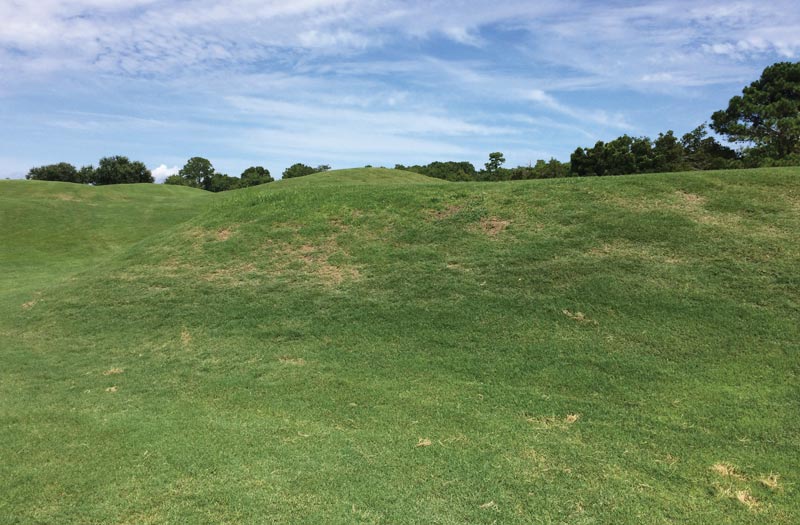 Bermudagrass mite golf course