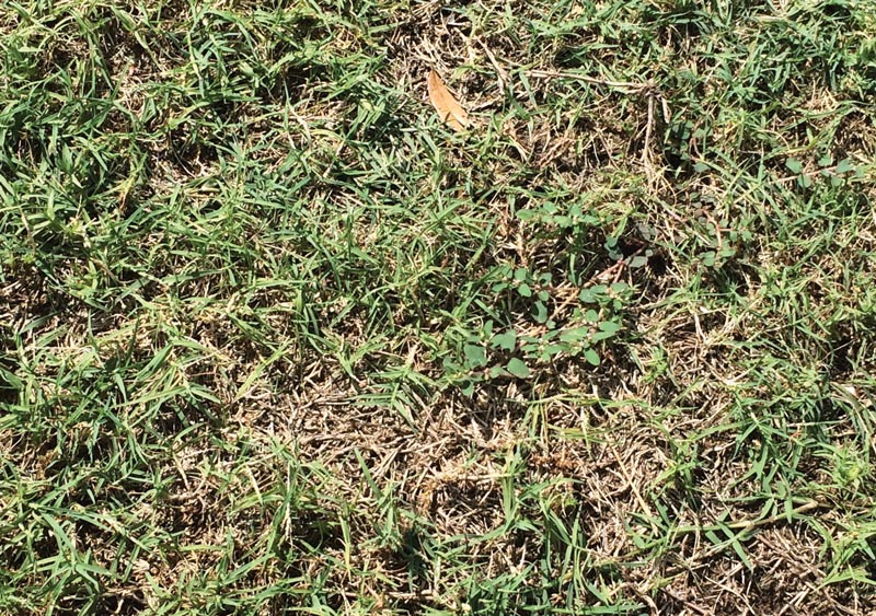 Bermudagrass mite turf