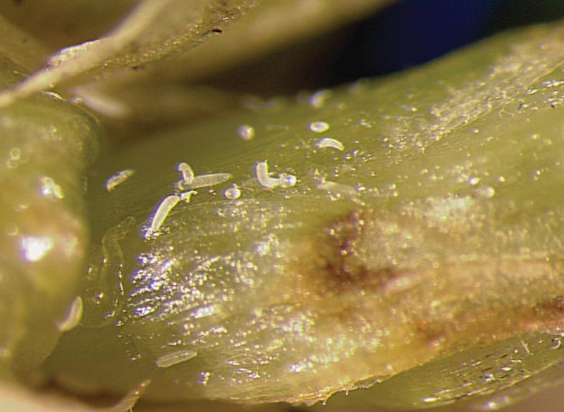 Bermudagrass mite: Searching for management solutions Bermudagrass mite