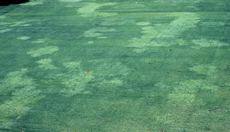 Bermudagrass: Know your hybrids Bermudagrass mosaic