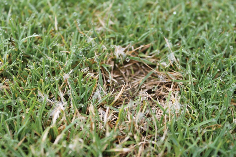 Clarireedia jacksonii mycelium