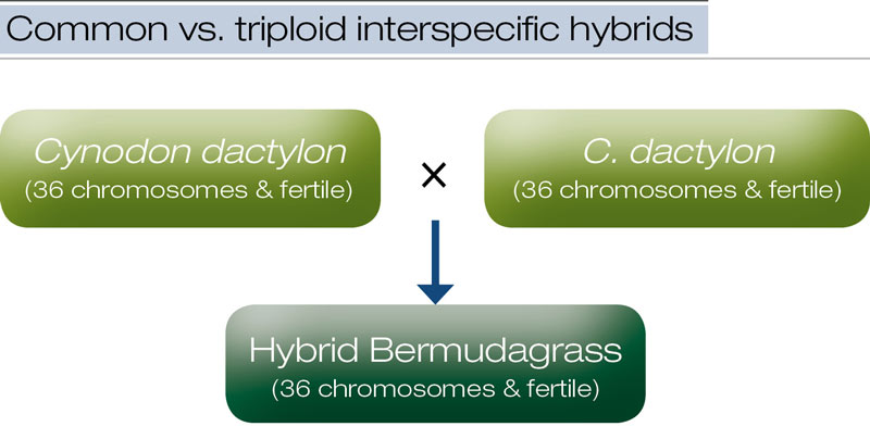 Common hybrid bermudagrass