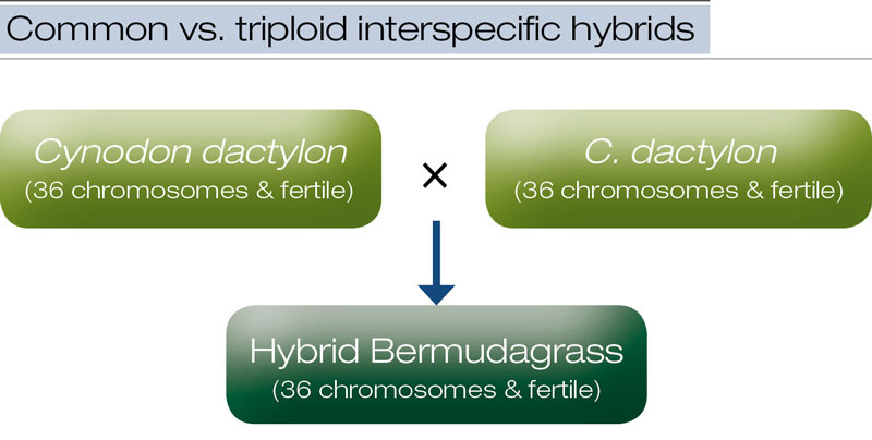 Bermudagrass: Know your hybrids Common hybrid bermudagrass