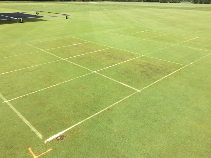 Creeping bentgrass research