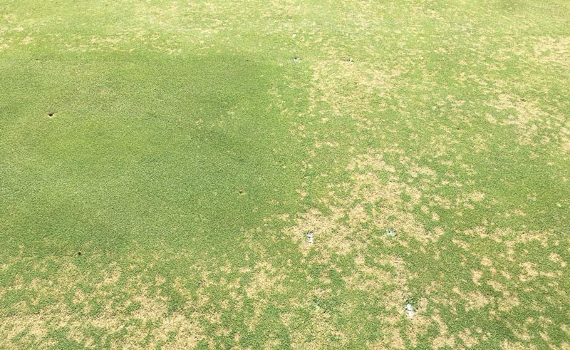 Dollar spot bentgrass