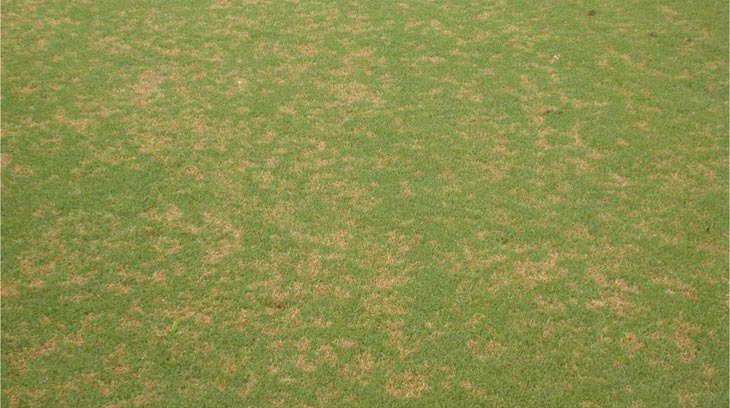 Dollar spot fairway