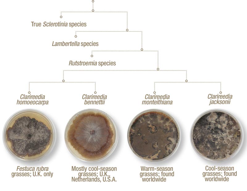 Dollar spot species