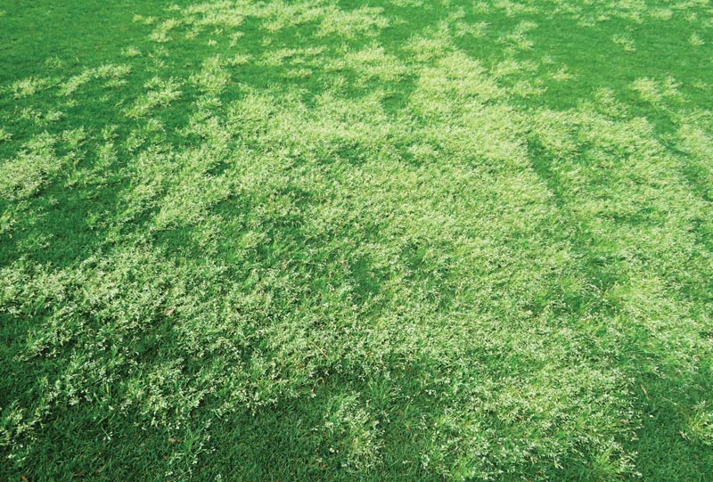 Herbicide-resistant Poa annua