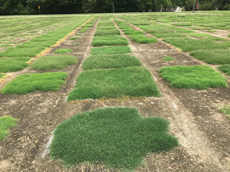 Hybrid bermudagrasses