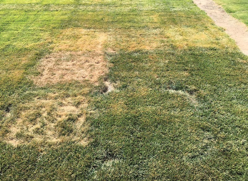 Kentucky bluegrass research