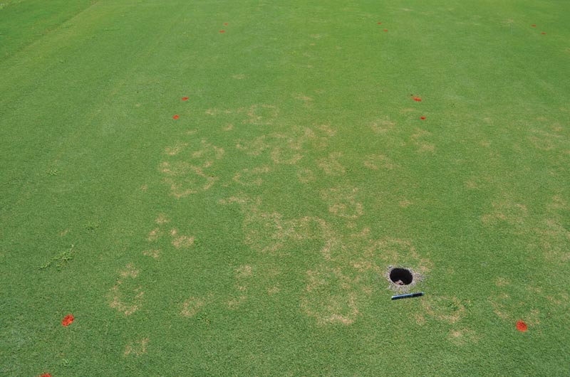 Managing mini-ring in ultradwarf bermudagrass Mini-ring bermudagrass