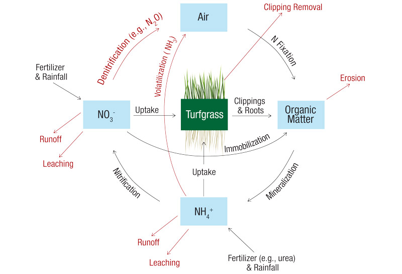 Nitrogen cycle