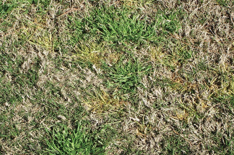 Poa annua herbicide resistance