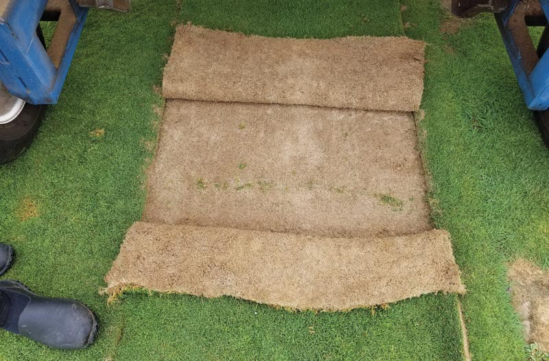 Putting green sod