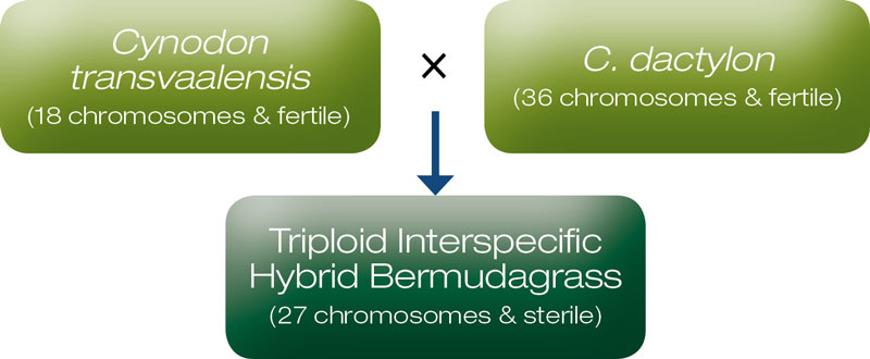 Bermudagrass: Know your hybrids Triploid interspecific hybrid bermudagrass