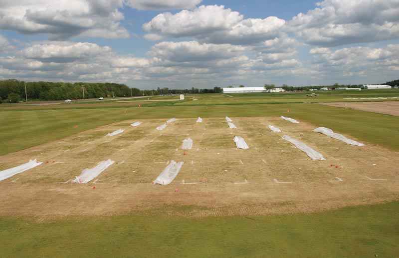 Techniques for turfgrass re-establishment following winterkill Turfgrass covers