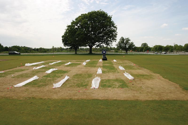 Techniques for turfgrass re-establishment following winterkill Turfgrass fertilizer research